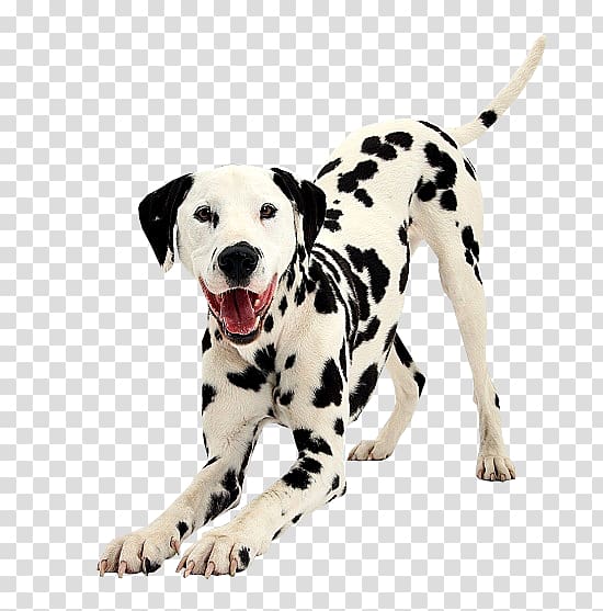 Dalmatian dog Puppy Dog breed Bulldog Companion dog, puppy transparent background PNG clipart