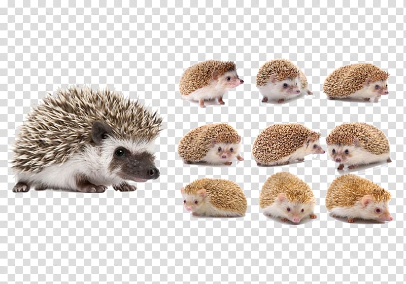 Four-toed hedgehog Animal , Cute hedgehog transparent background PNG clipart