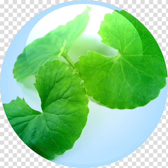 Centella asiatica Collagen Medicinal plants Herb, Centella Asiatica transparent background PNG clipart