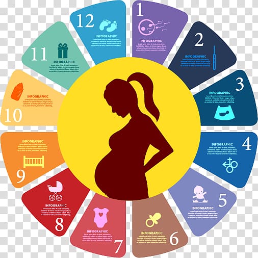 pregnant print analog clock illustration, Pregnancy Childbirth, Pregnancy Timeline transparent background PNG clipart