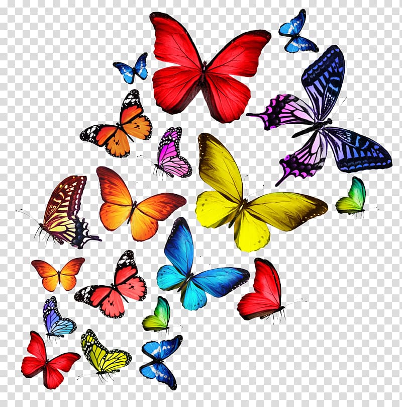 Butterfly T-shirt , Colorful butterfly transparent background PNG clipart