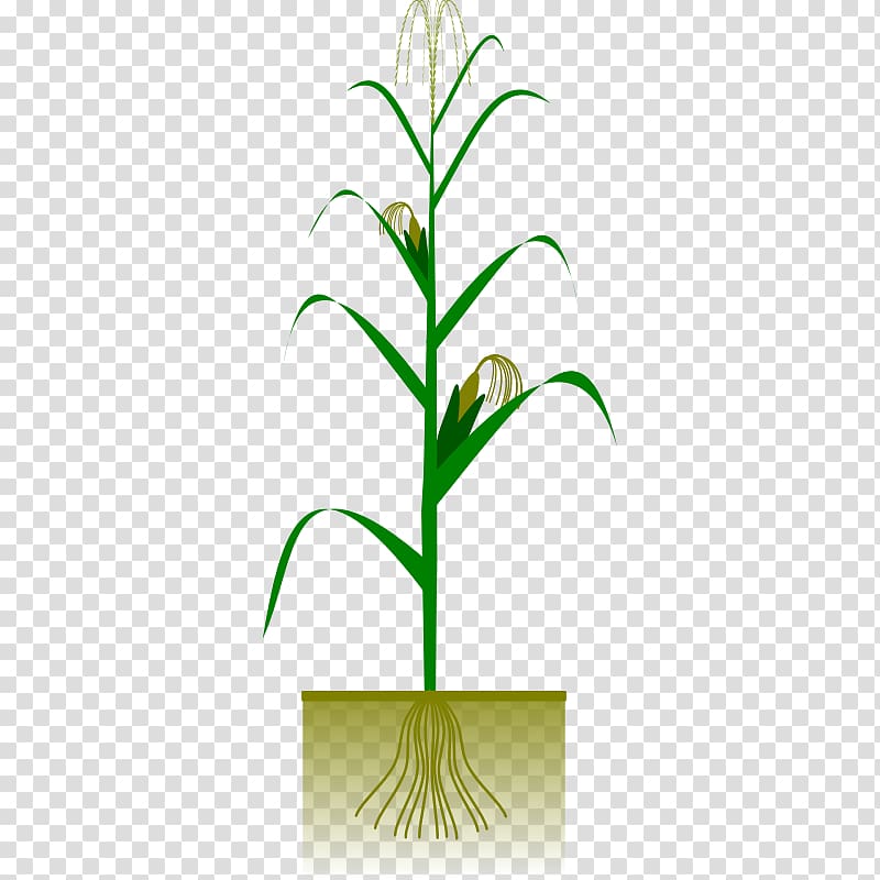 Maize Plant Crop , Botany transparent background PNG clipart