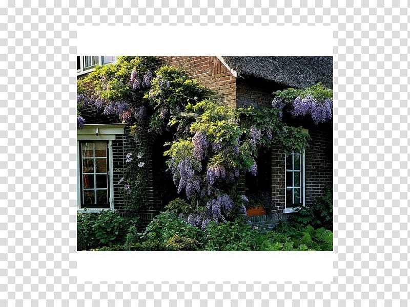 Chinese wisteria Japanese wisteria Wisteria frutescens Acer japonicum Japanese maple, wisteria sinensis transparent background PNG clipart