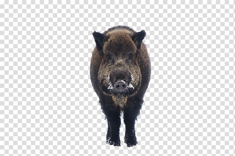 Animal Gratis Euclidean , Wild boar transparent background PNG clipart