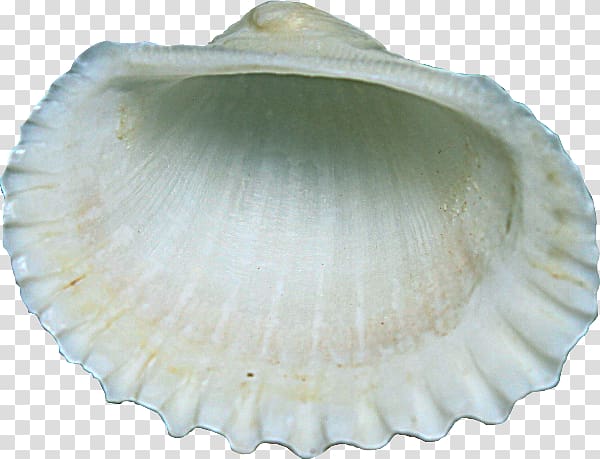 Cockle Clam Scallop Seashell, seashell transparent background PNG clipart