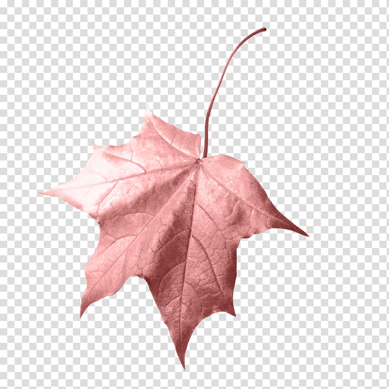 red leaf, Leaf Autumn , Maple Leaf transparent background PNG clipart