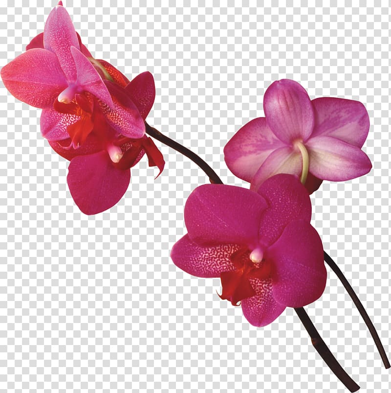 Flower , gladiolus transparent background PNG clipart