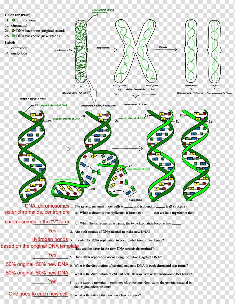The Double Helix: A Personal Account of the Discovery of the Structure of DNA DNA replication Worksheet Transcription, others transparent background PNG clipart