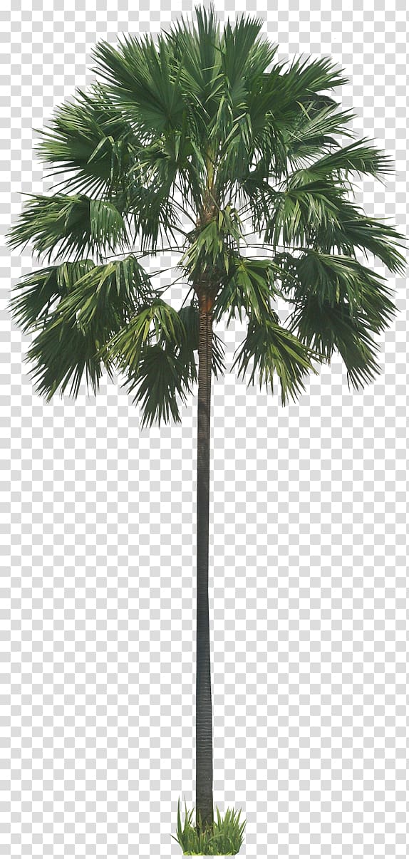 Stone pine Saribus rotundifolius Arecaceae Tree, Palm transparent background PNG clipart