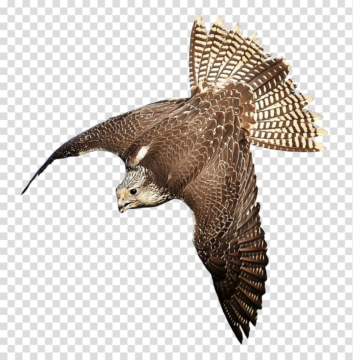 Bird of prey Falconry Hawk, falcon transparent background PNG clipart