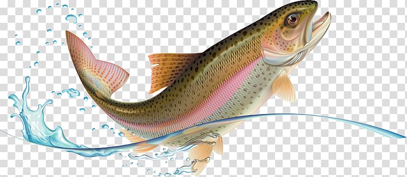 Rainbow trout , others transparent background PNG clipart