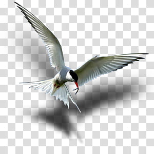 Wader Arctic tern Seabird Beak, game fish transparent background PNG clipart thumbnail