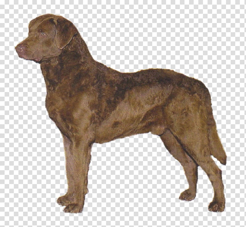 Labrador Retriever Chesapeake Bay Retriever Golden Retriever Flat-Coated Retriever, golden retriever transparent background PNG clipart