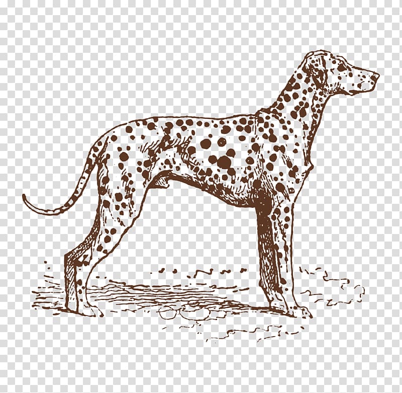 Dalmatian dog Puppy Dog breed Hunting dog, Hand painted leopard transparent background PNG clipart