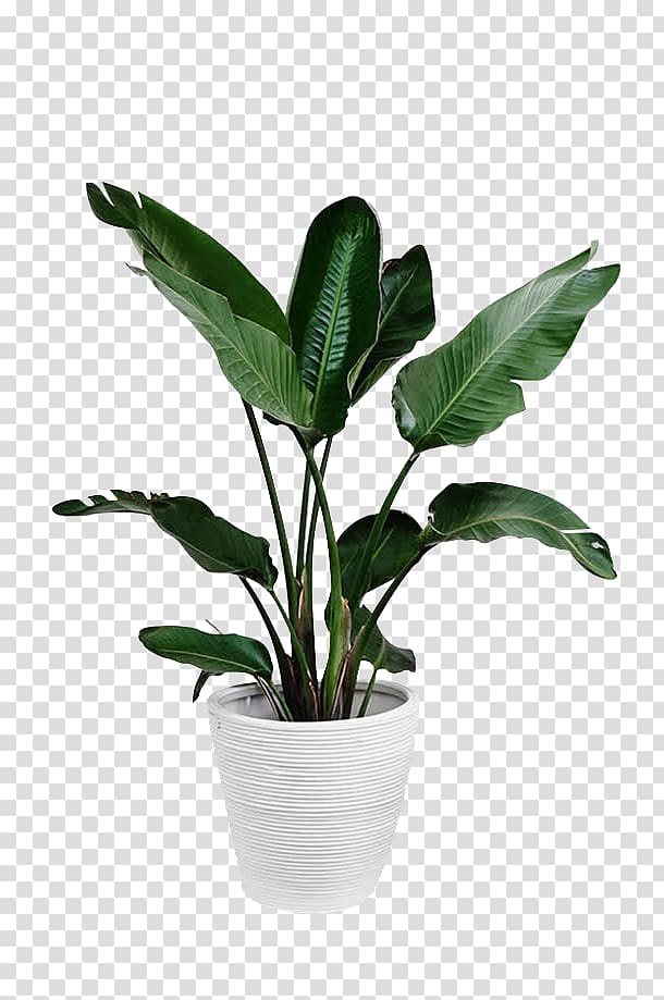 Arecaceae Plant Leaf Palm branch, Potted green plants, green leafed plant and white plant pot transparent background PNG clipart