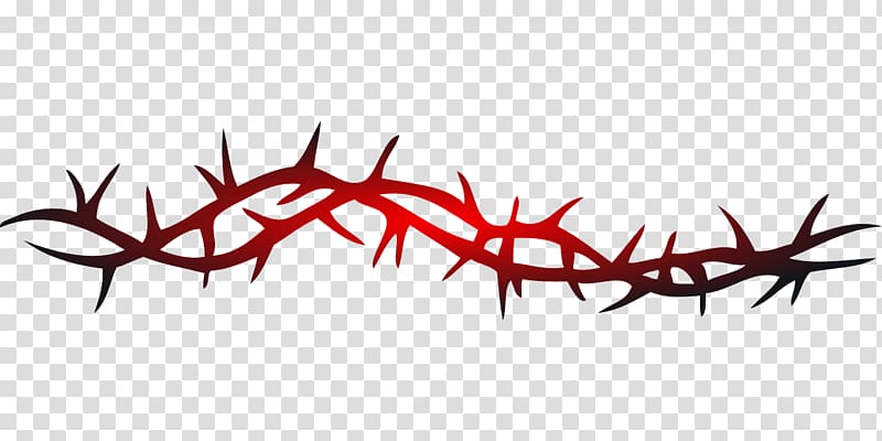 Thorns, spines, and prickles Vine Rose Crown of thorns , barbwire transparent background PNG clipart