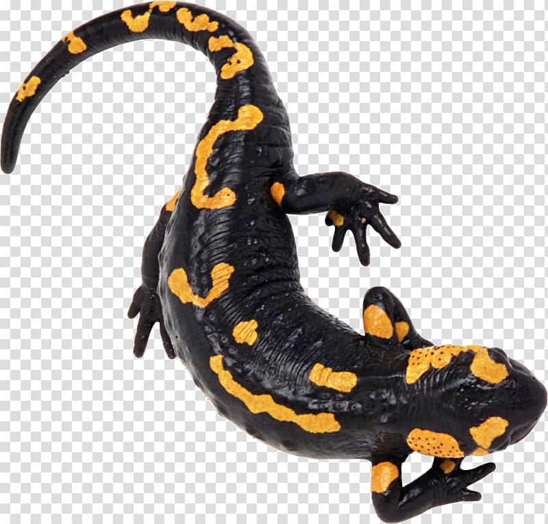 Lizard transparent background PNG clipart