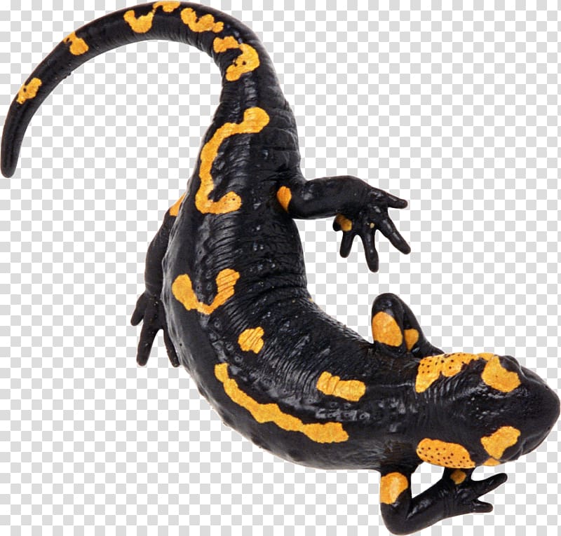 North African fire salamander Alpine salamander Caucasian salamander, Lizard transparent background PNG clipart