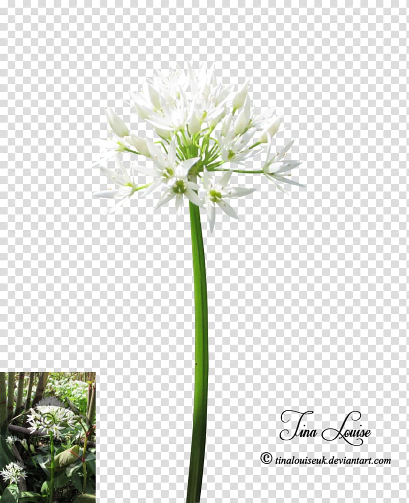 white flowers, Cut flowers Plant stem Flowering plant, plant transparent background PNG clipart