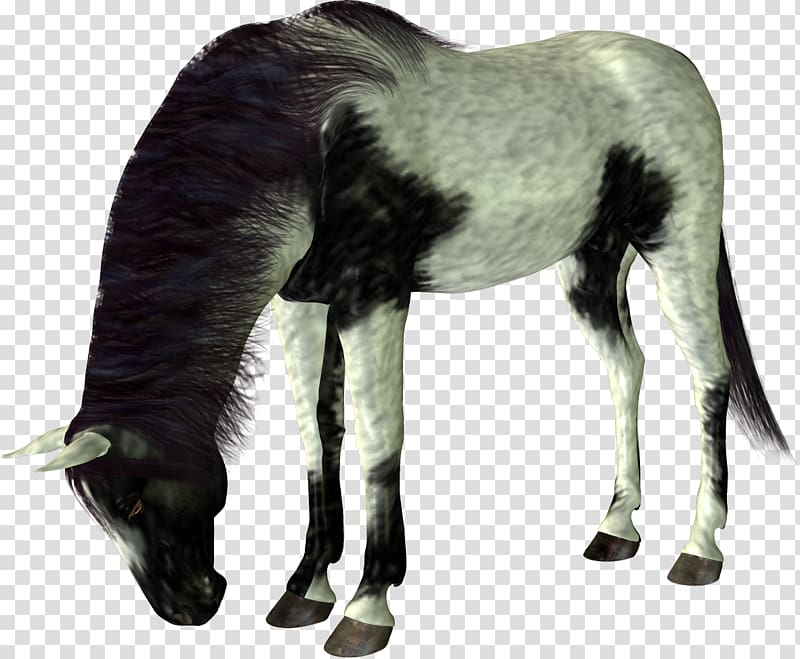 Mustang Foal Stallion Colt, mustang transparent background PNG clipart