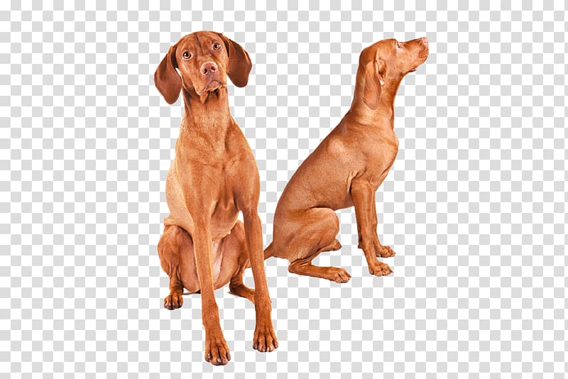 Wirehaired Vizsla Dog breed Redbone Coonhound Great Dane, others transparent background PNG clipart