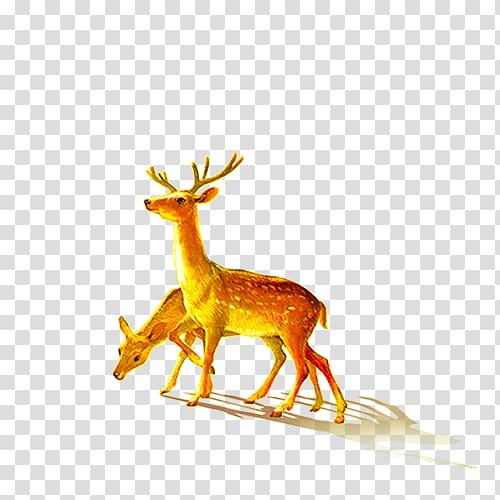 Deer, deer transparent background PNG clipart