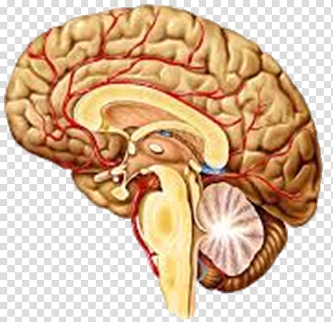 Human brain Agy Structure Nervous system, Brain transparent background PNG clipart