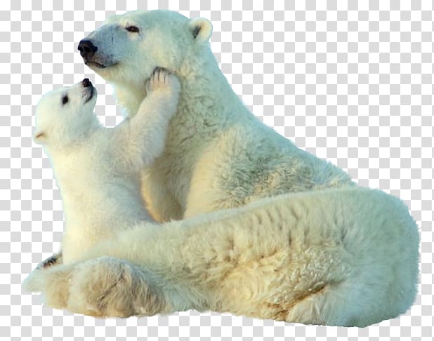 Baby Polar Bear Giant panda Animal , polar bear transparent background PNG clipart