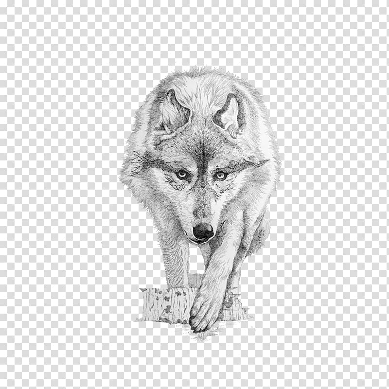 white wolf painting, Gray wolf Coyote Drawing, Wolf transparent background PNG clipart