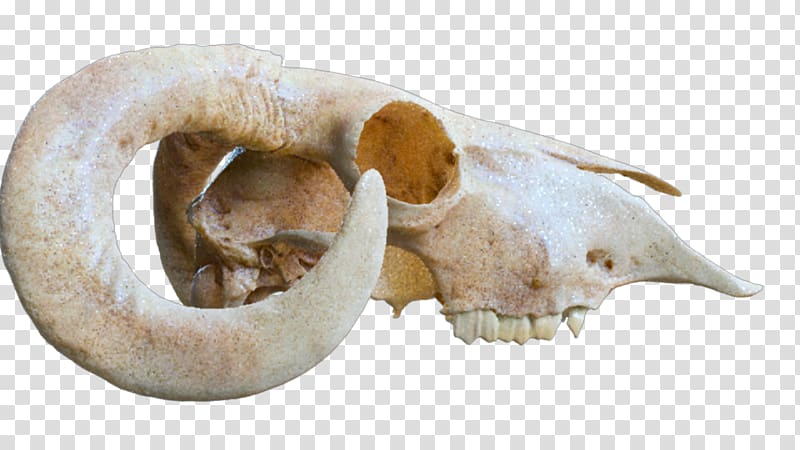 Bone Shader Light Skull Mental Ray, shading material transparent background PNG clipart