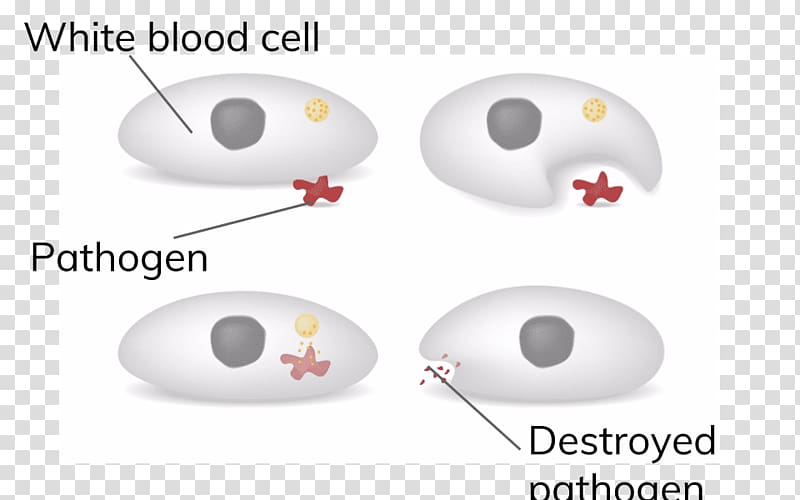 Phagocytosis White blood cell Antibody Antigen, blood transparent background PNG clipart