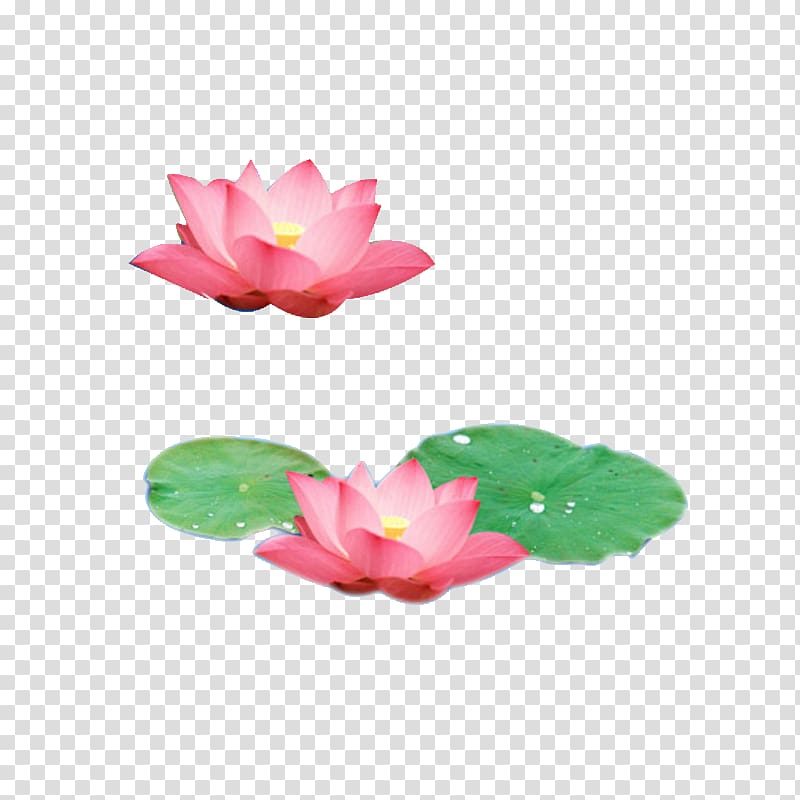 Nelumbo nucifera Leaf u84eeu306eu8449, Lake lotus pink lotus transparent background PNG clipart