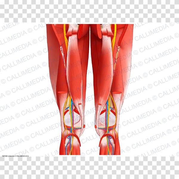 Posterior compartment of thigh Anterior compartment of thigh Human leg Muscle, others transparent background PNG clipart