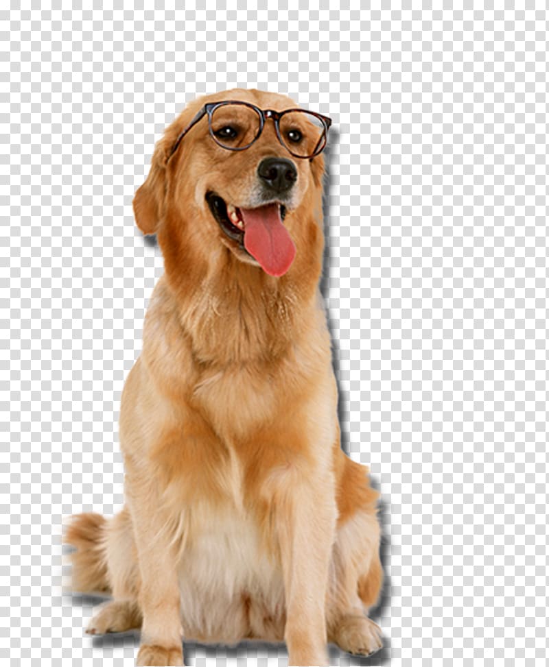 dark golden retriever wearing eyeglasses, Golden Retriever Labrador Retriever Puppy Cat Pet, Golden Retriever dog wearing glasses transparent background PNG clipart
