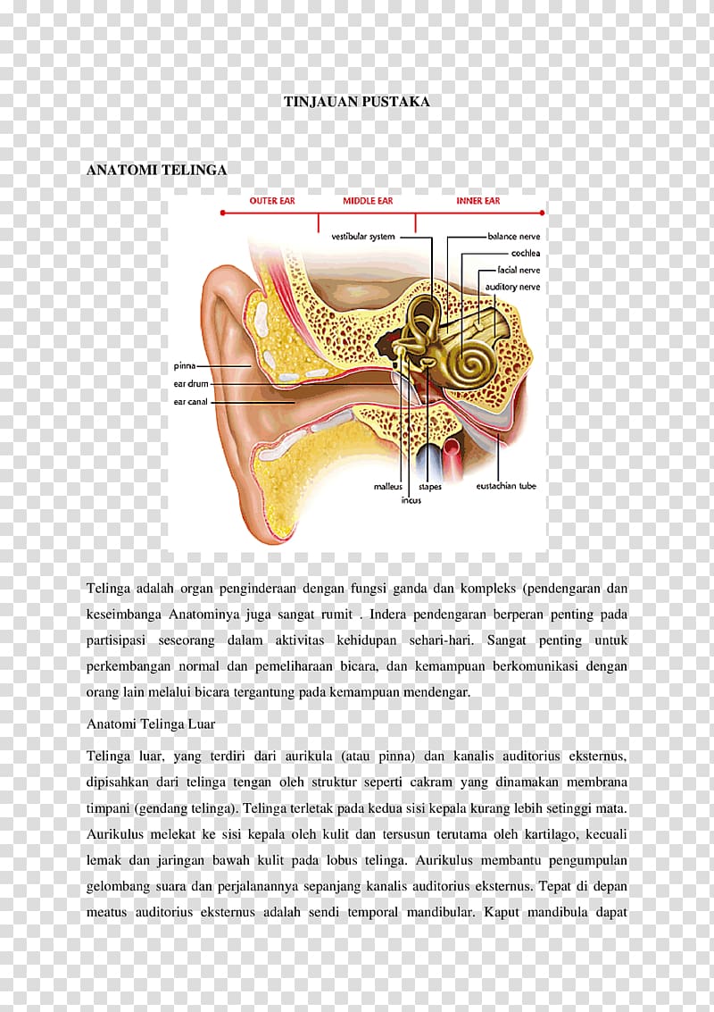 Inner ear Vertigo Middle ear Hearing, ear transparent background PNG clipart