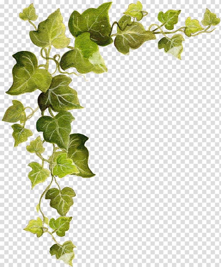 green leaf vine , Common ivy Vine , ivy transparent background PNG clipart
