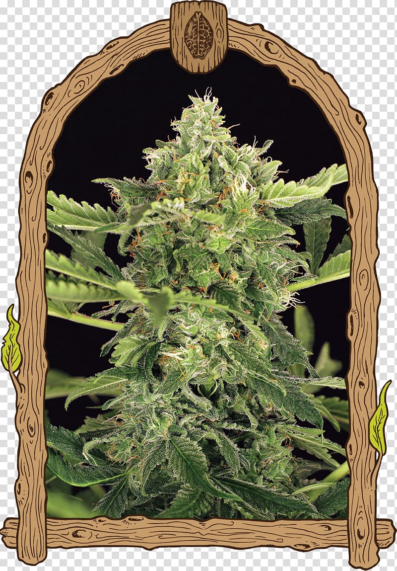 Autoflowering cannabis Seed bank Skunk, skunk transparent background PNG clipart