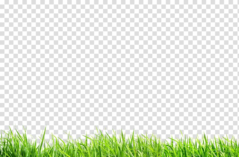 green grass, Green Meadow Nature, Green wheat seedling transparent background PNG clipart