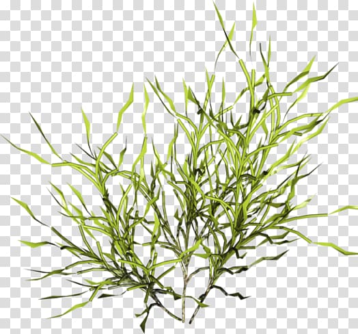 Computer graphics , herbage transparent background PNG clipart