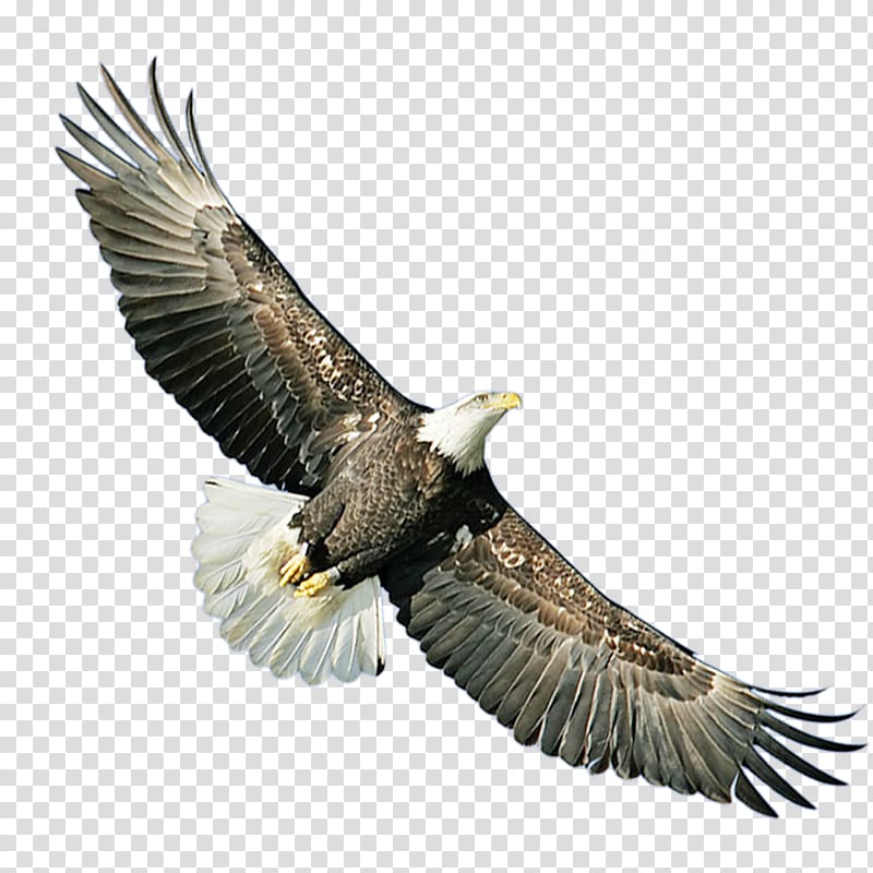 Bald Eagle Hawk Icon, eagle transparent background PNG clipart