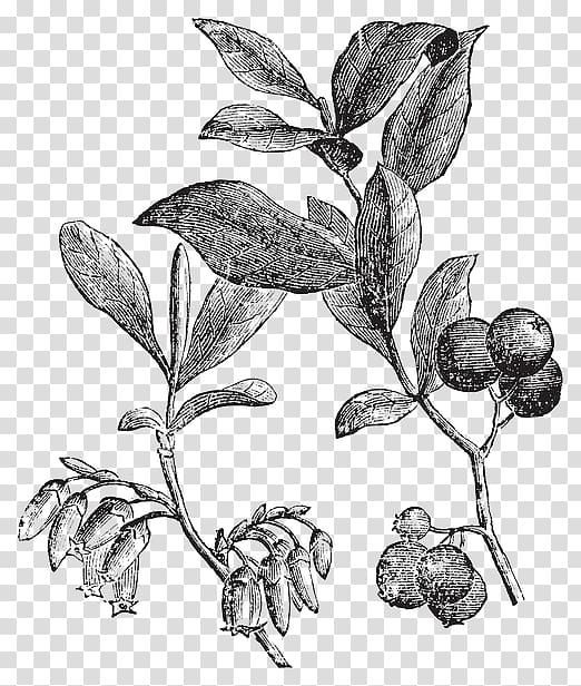 Huckleberry Book illustration , plant transparent background PNG clipart