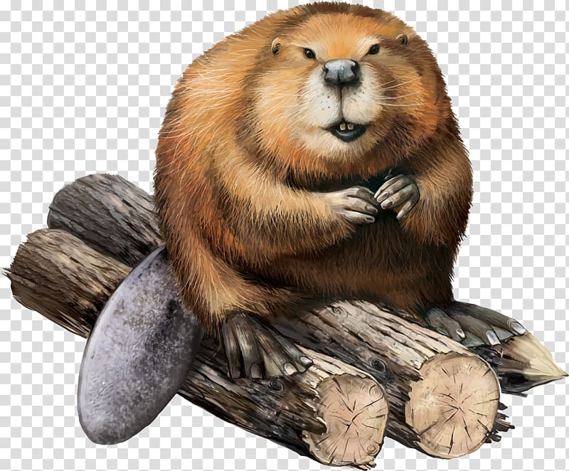 brown beaver , North American beaver illustration Illustration, Beaver sitting on a log transparent background PNG clipart