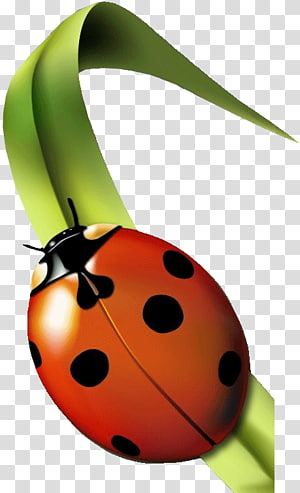 Coccinelle transparent background PNG cliparts free download