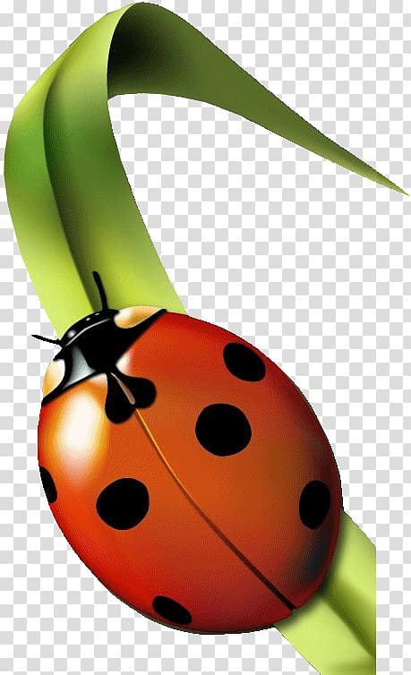 red ladybug on leaf , Insect Ladybird Garderie Coccinelles (Les) Aphid Grass, Ladybug transparent background PNG clipart