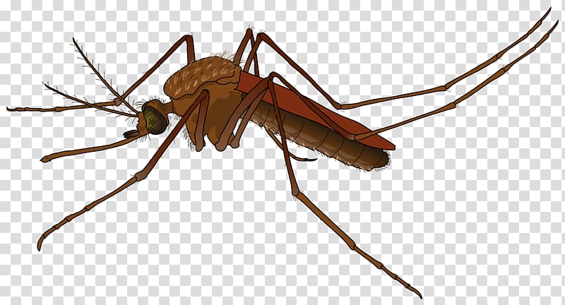 Mosquito transparent background PNG clipart