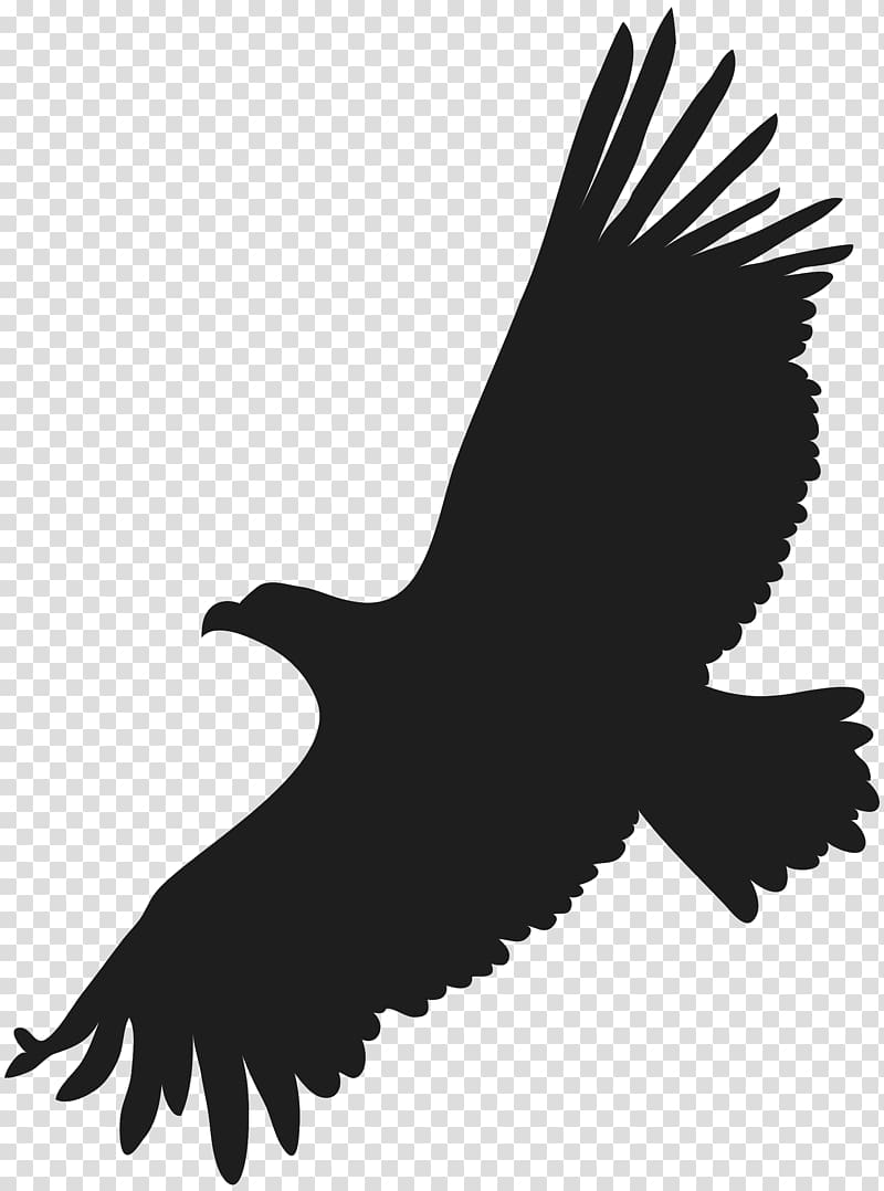 Black Eagle transparent background PNG cliparts free download