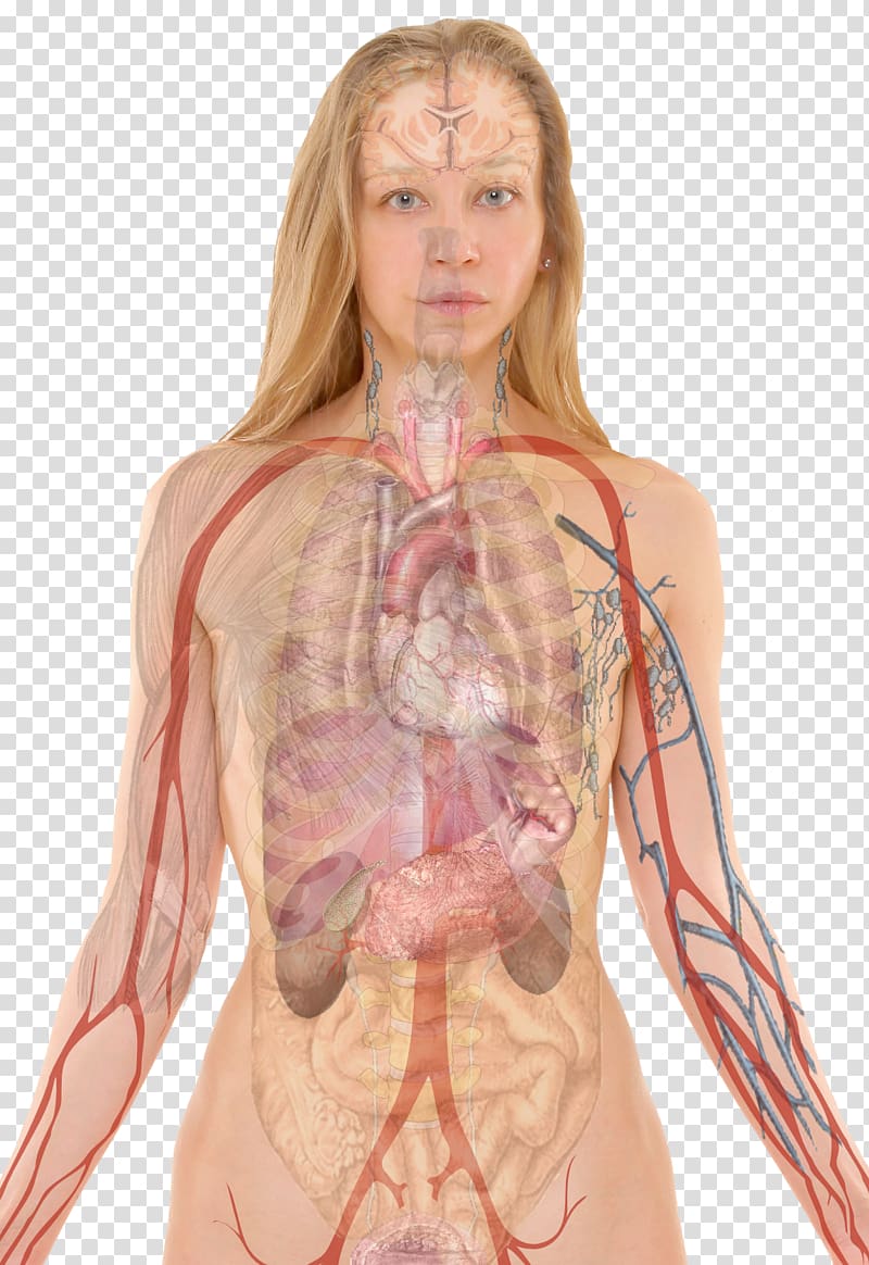 Human body Anatomy Blood Liver Health, human body transparent background PNG clipart
