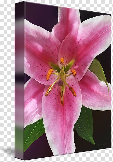 Pink M Wildflower Lily M, Lilium \'Stargazer\' transparent background PNG clipart