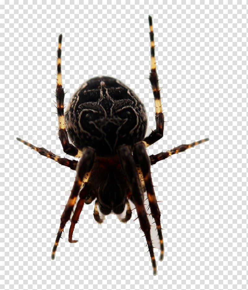 European garden spider Barn spider Insect Widow spiders, Scary spider transparent background PNG clipart