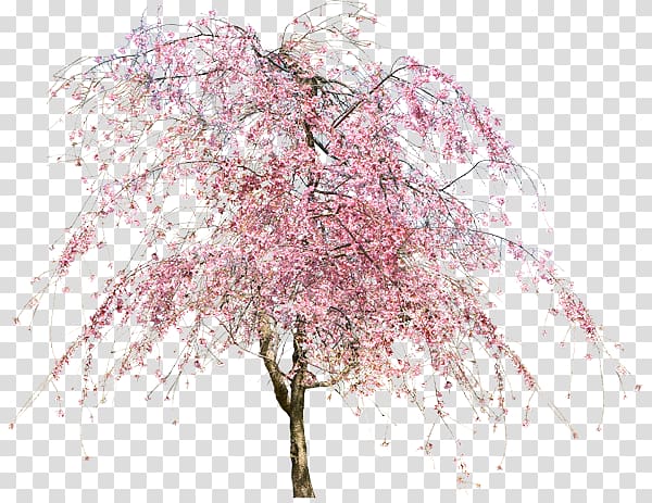 cherry blossom tree, Tree Cherry blossom Flower, Cherry blossoms transparent background PNG clipart